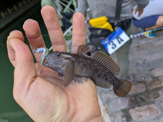 Quelques gobies étaient encore de la partie...