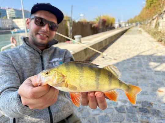 Une belle perche de Seine