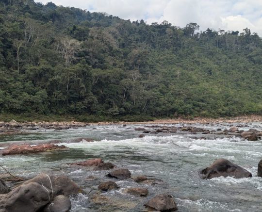 Une rivière d'eau claire des Yungas : ici, le dorado est roi.