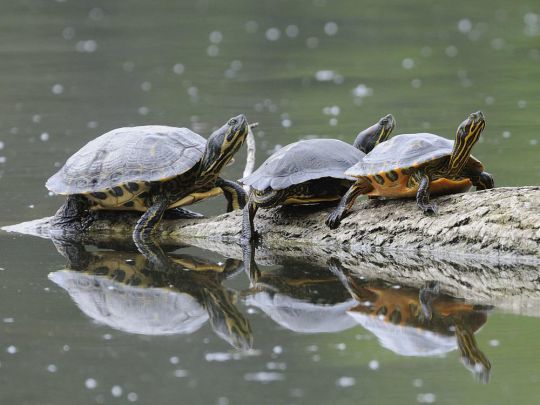 Elle est mimi la tortue…mais surtout elle n'a rien à faire là.