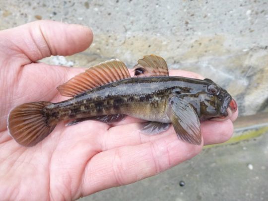Le Gobie , nouveau fléau des cours d'eau français.