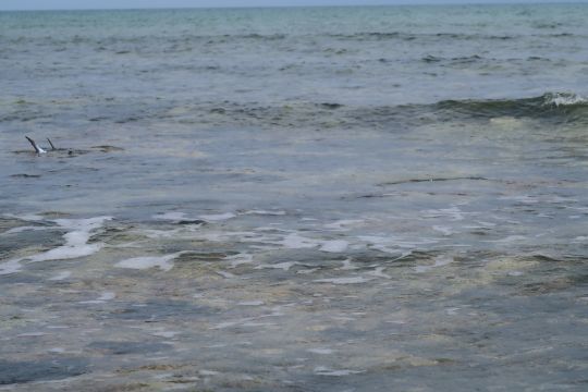 Vous les voyez? Un banc de permits mexicain est en tailing et nous permet de le repérer
