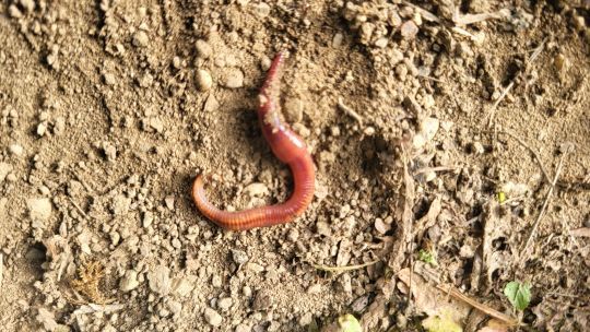 Le ver de terre à utiliser comme appât et comme amorce.