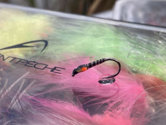 Une variante d'une larve de chironome très prenante avec ces deux couleurs flashy au niveau de la gorge