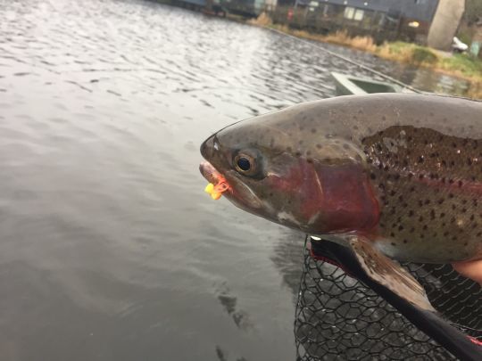 L'emploi d'un seul boboby peut parfois faire la différence sur des truites trop sollicitées par un montage à plusieurs mouches