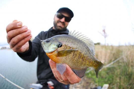 Les bluegill sont jolis et combatifs mais dépassent rarement les 25cm