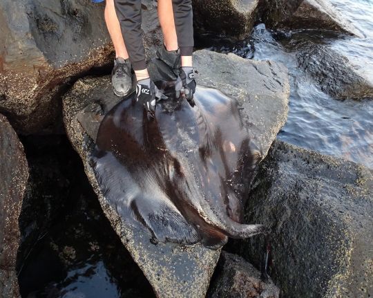 De belles surprises à pêcher du bord.