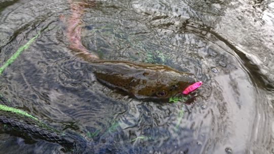 Une grosse fario de réservoir leurrée sur un dartminnow