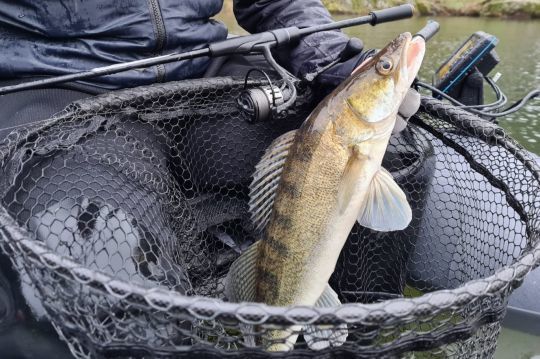 On appréciera l'utilisation de l'échosondeur pour la lecture de la position des poissons.