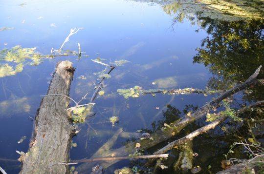 Prospecter les abris protecteurs.