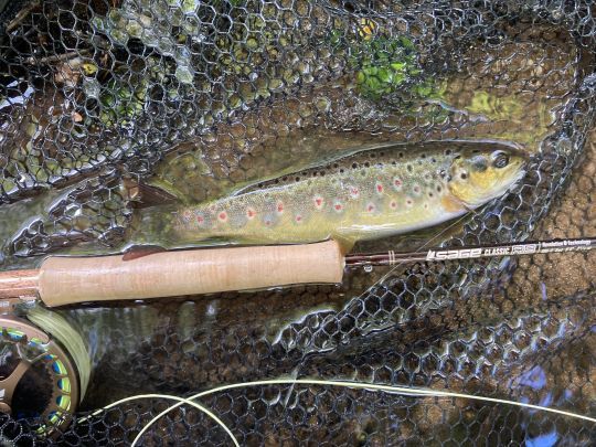 Le choix de la canne dépendra de nombreux facteurs. Ici la nouveauté SAGE avec une canne douce mais puissante pour rechercher la truite