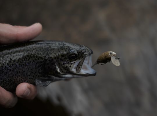 Les coloris "pellet" sont caract&eacute;ristiques de l'area