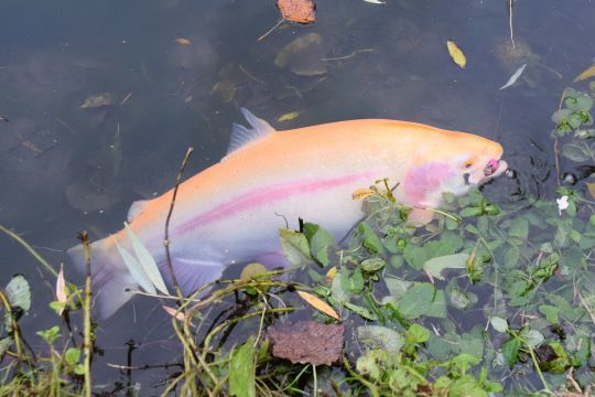 Une belle "aquabonita" sur un tricoroll couleur pink yamame