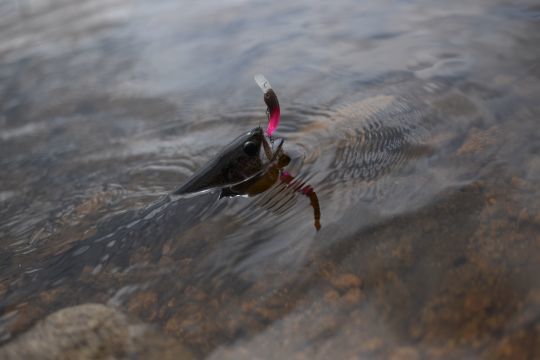 Le rose est une valeur s&ucirc;re
