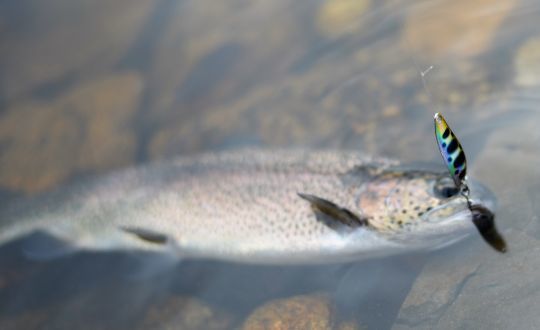 Les couleurs naturelles sont efficaces quand les coloris flashy sont d&eacute;laiss&eacute;s