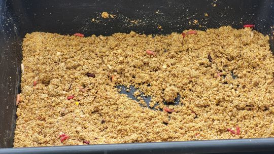 Asticots et pinkies, des app&acirc;ts &agrave; privil&eacute;gier