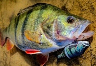 Un swimbait polyvalent dans les usages et dans les espèces.