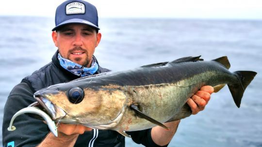 Le parfait contre‑exemple : un tr&egrave;s joli lieu pris sur un Crazy Paddle Tail en taille 12 cm. Ce leurre de &laquo; petite taille &raquo; aura eu raison de ce beau poisson !