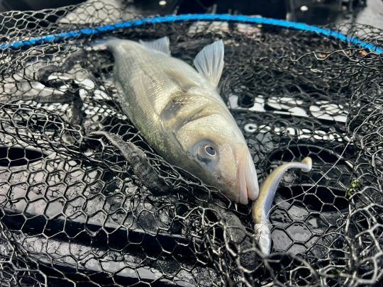 Sur les zones tr&egrave;s peu profondes, l'utilit&eacute; du sondeur est bien moindre.
