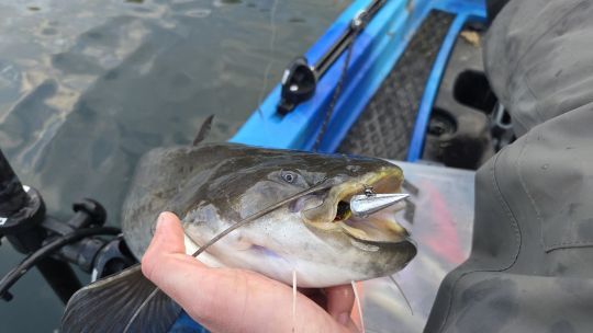 D&eacute;poser son leurre au plus pr&egrave;s du poisson.