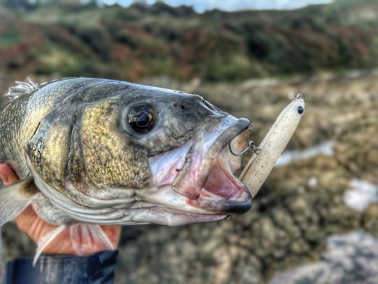 Les p&ecirc;cheurs du bord sont de v&eacute;ritables adeptes de la p&ecirc;che au leurre de surface, en raison de la faible profondeur des zones qu'ils fr&eacute;quentent.