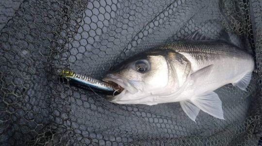 Les poppers sont tr&egrave;s efficaces pour la p&ecirc;che du bar. Ils permettent de se faire remarquer lorsque les conditions sont agit&eacute;es.