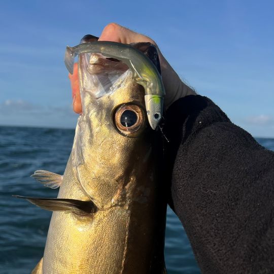 Le Black Minnow est un leurre incontournable . &Agrave; l'aise dans de multiples situations, il a encore montr&eacute; toute son efficacit&eacute; face au lieu jaune. Son hame&ccedil;on texan en fait un leurre id&eacute;al pour p&ecirc;cher les endroits encombr&eacute;s ou proches du fond.