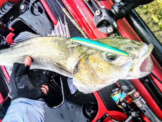 RAFALEA JT de chez Trefle Cr&eacute;ation