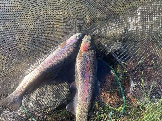 Doubl&eacute; de truite dans la boule de poisson. Amusant de partager un moment d'euphorie chez les truites! 