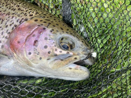 Les truites ont bien r&eacute;pondu &agrave; cette mouche. Un emerger noire en taille 12 &agrave; flottaison basse. Une p&ecirc;che &agrave; vue tr&egrave;s divertissante! 