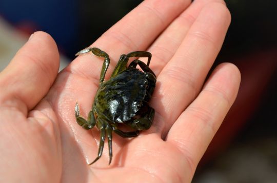 Un crabe vivant pour s&eacute;lectionner les belles dorades.