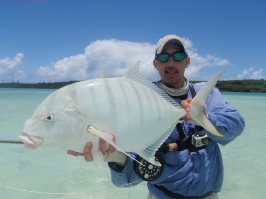 La carangue golden est tr&egrave;s amusante &agrave; p&ecirc;cher sur les flats &agrave; bonefish cal&eacute;doniens