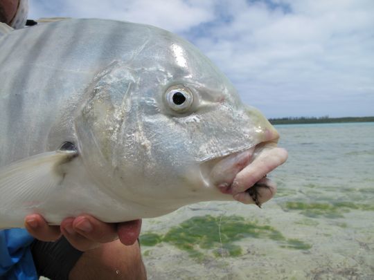 La carangue golden se nourrit sur le fond &agrave; la rechercher de crustac&eacute;s et invert&eacute;br&eacute;s. De belles actions &agrave; vue! 