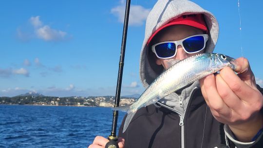 L'allache, savoir la distinguer d'une sardine.