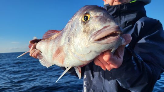 Un redoutable pr&eacute;dateur !