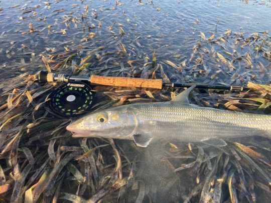 Ce bonefish &eacute;tait en tailing sur de l'herbe &agrave; tortue. L'oeil aiguis&eacute; de l'auteur aura permis de rep&eacute;rer le petit bout de queue hors de l'eau. Une petite imitation de crevette olive non lest&eacute;e fera le job! 