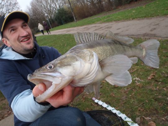 Il est possible d'attraper de tr&egrave;s gros sandre su bord