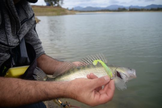 Les coloris chartreux sont excellents mais attention &agrave; ne pas n&eacute;gliger les coloris naturels