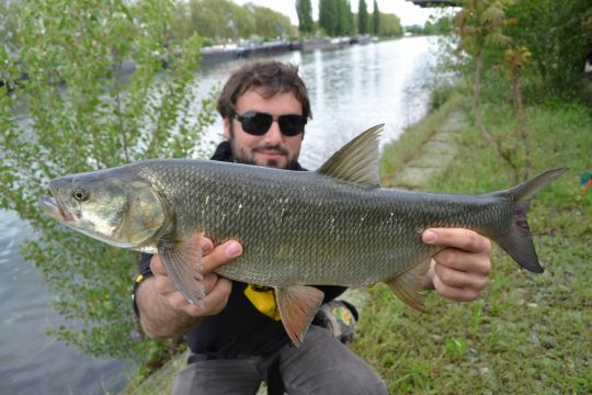 L'aspe est un poisson l&eacute;gendaire de Strasbourg