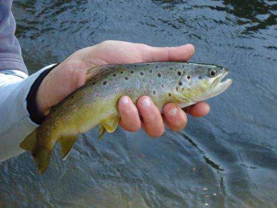 Une jolie truite sauvage de Dreux