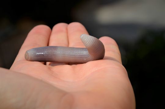 Utiliser des appâts résistants de préférence.