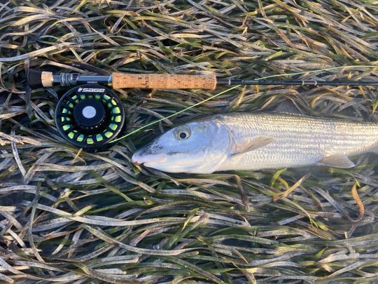 Ce bonefish en tailing aura &eacute;t&eacute; pris gr&acirc;ce &agrave; une petite crevette olive non lest&eacute;e mont&eacute;e sur place par l'auteur