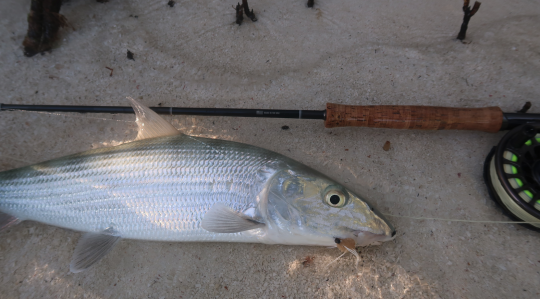 Les imitations de petits crabes sont tr&egrave;s efficaces mais souvent peu employ&eacute;s pour le bonefish! 