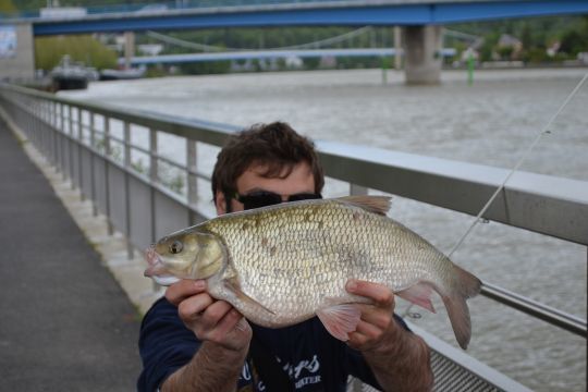 La Seine vers Rouen est bien peuplé en gros ides mélanote