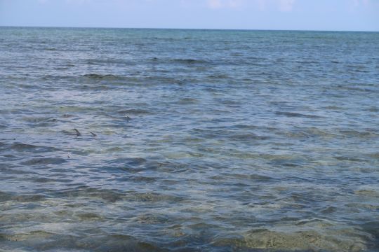Permits en tailing en petit groupe. Une action toujours tr&egrave;s int&eacute;ressante avec de belles mont&eacute;es d'adr&eacute;naline! 