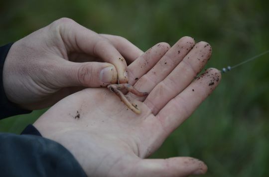 La pêche aux appâts naturels donne de bons résultats à l'ouverture.