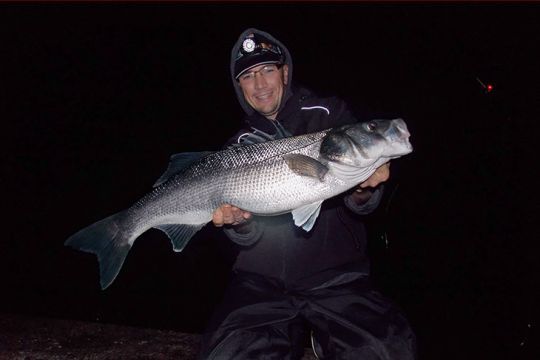 Les gros bars du bord mordent davantage la nuit