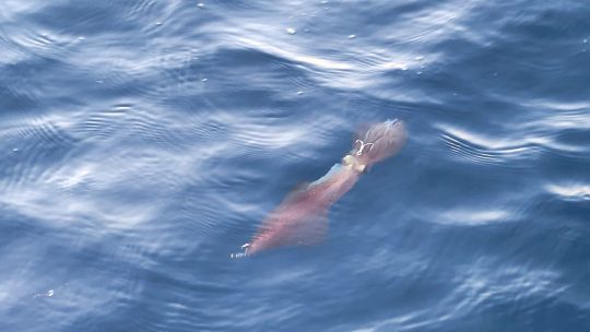 La p&ecirc;che au vif du pagre.