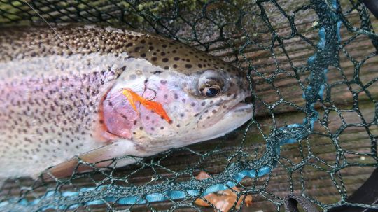 Le choix de la mouche est parfois compliqu&eacute; et passe par une phase de test, mais l'exp&eacute;rience permet de gagner du temps et d'aller rapidement &agrave; l'essentiel  