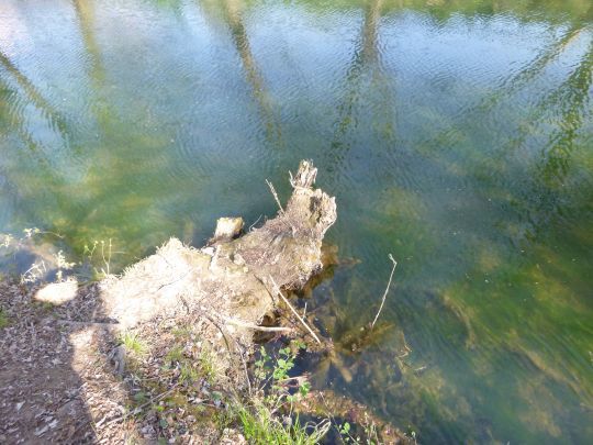 Le bois mort, indispensable pour la biodiversit&eacute; des rivi&egrave;res.